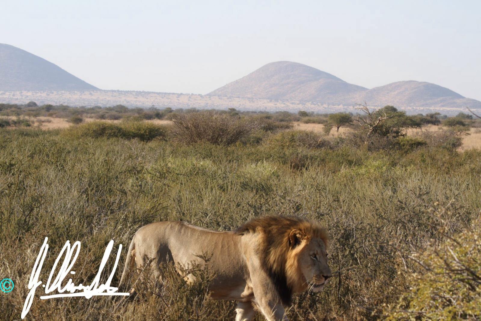 Male lion walking in the Kalahari