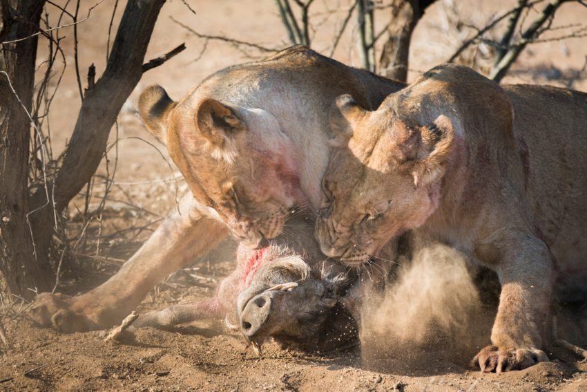 Löwen attackieren Warzenschwein