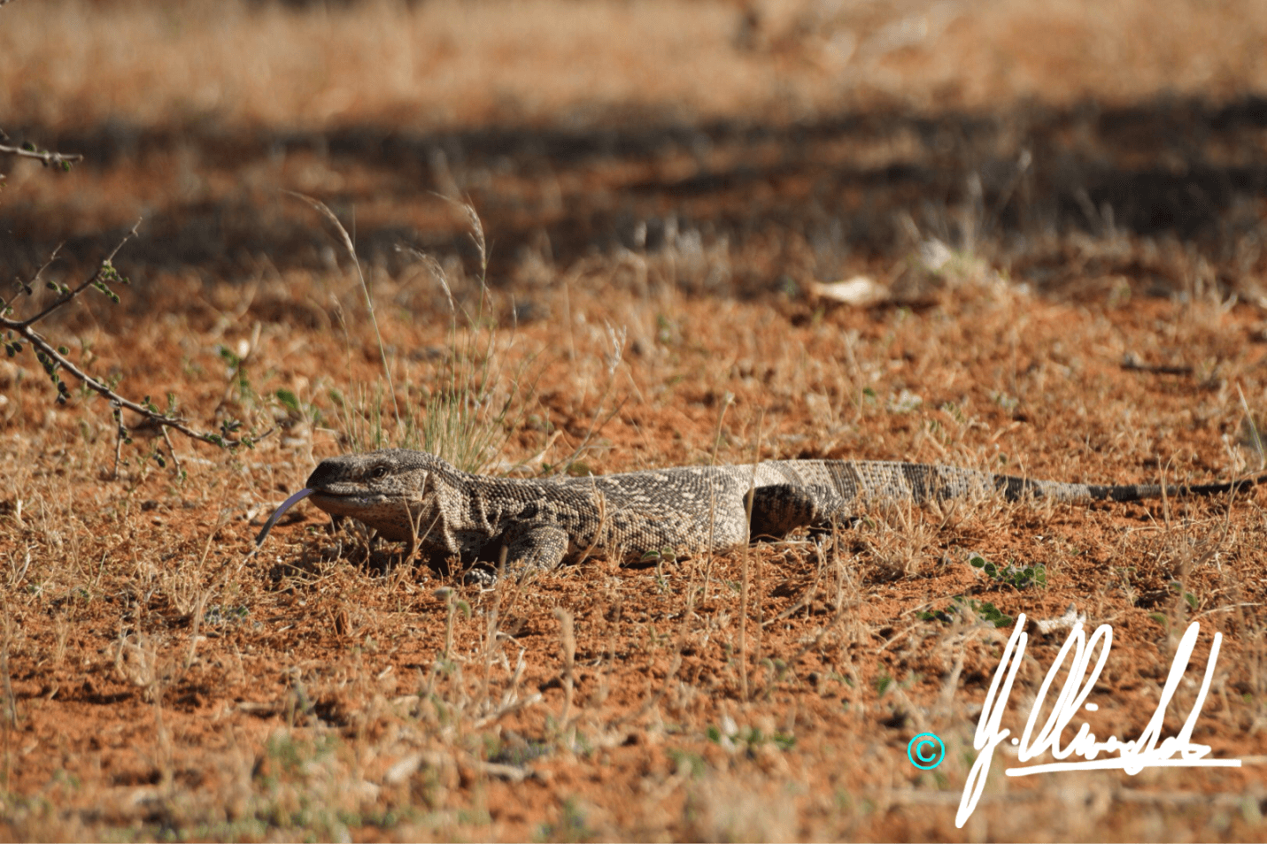 Reptile in the Kalahari