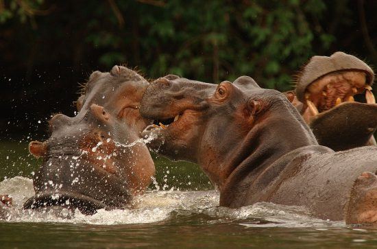 Mozambique wildlife