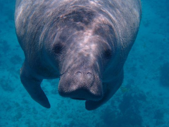 Dugong/seacow close up