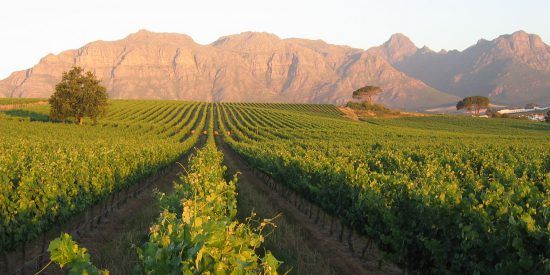 Vineyard and mountain views at Majeka House