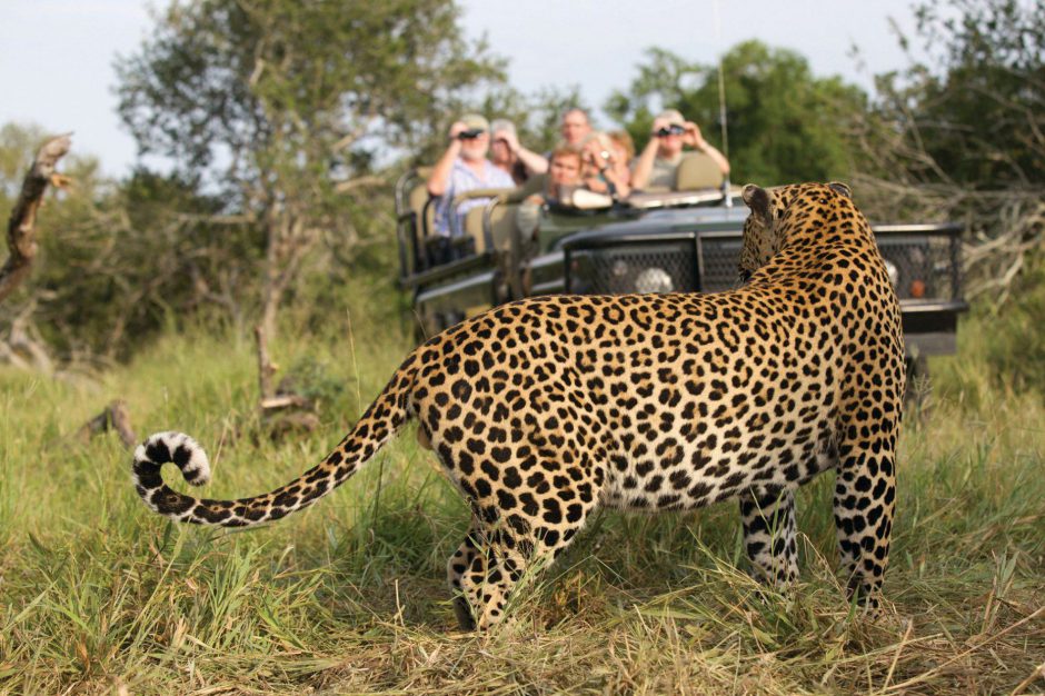 Hóspedes fotografam leopardo em MalaMala Game Reserve