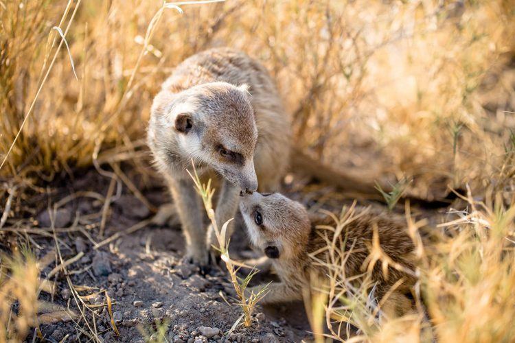 meerkat jacks camp botswana