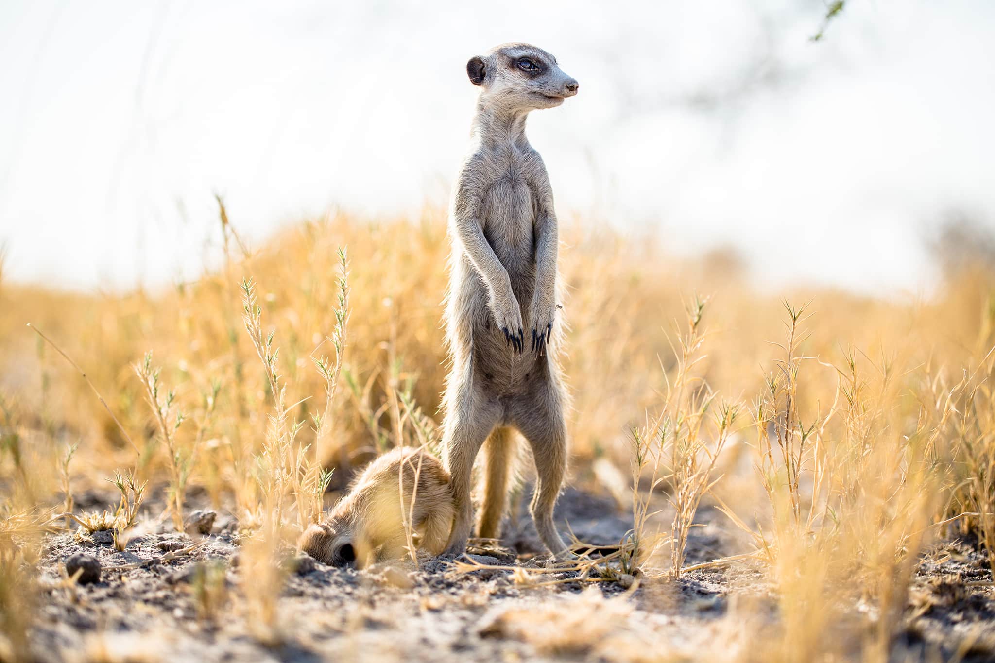 Erdmännchen in der Kalahari in Botswana