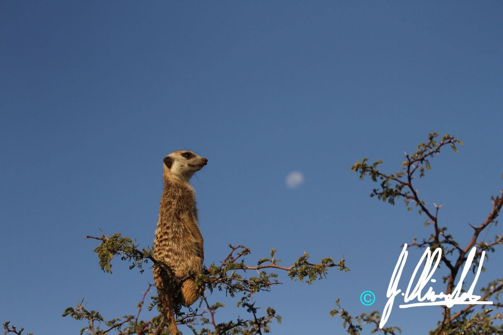 Meerkat standing in a tree in the Kalahari