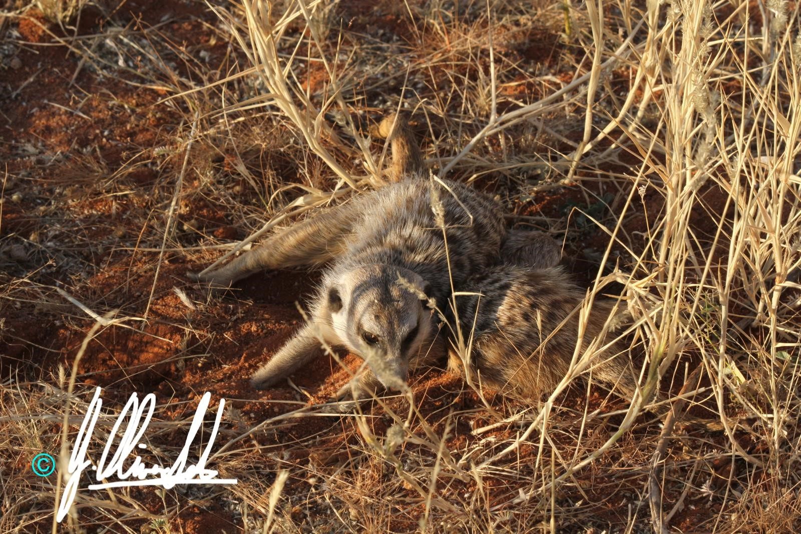 Meerkat playing in the Kalahari