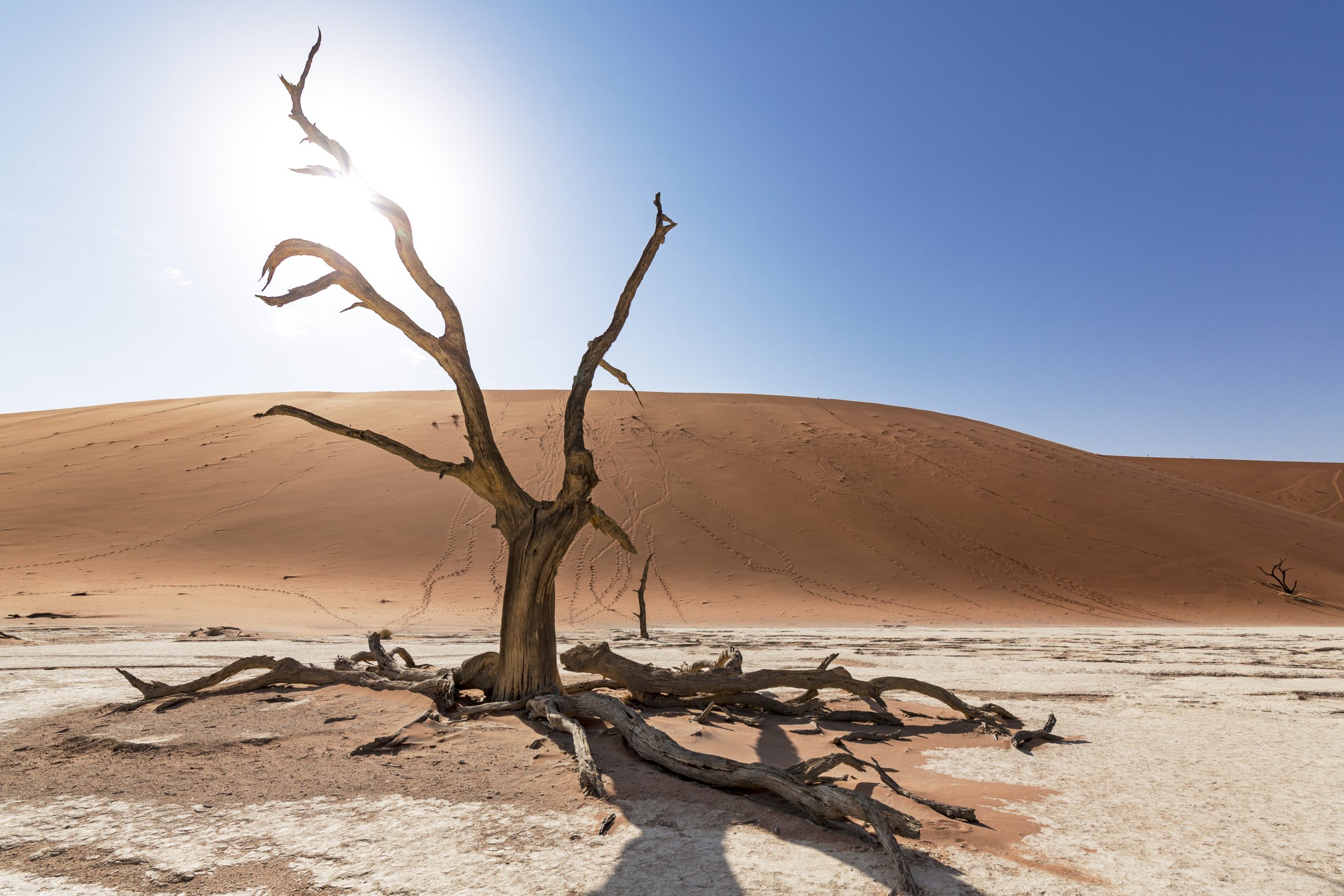 Namib Naukluft desert tree