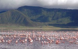 Flamingos in the Ngorongoro Crater lake