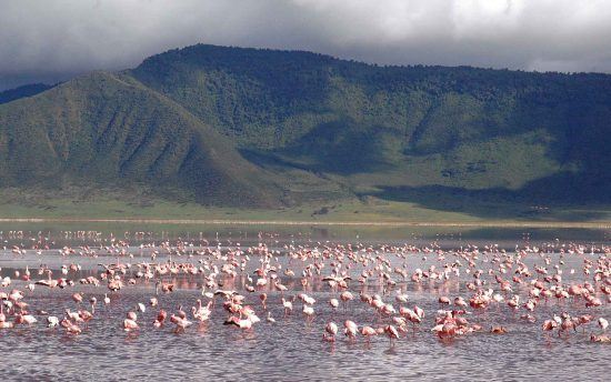 Flamingos in the Ngorongoro Crater during the rainy season