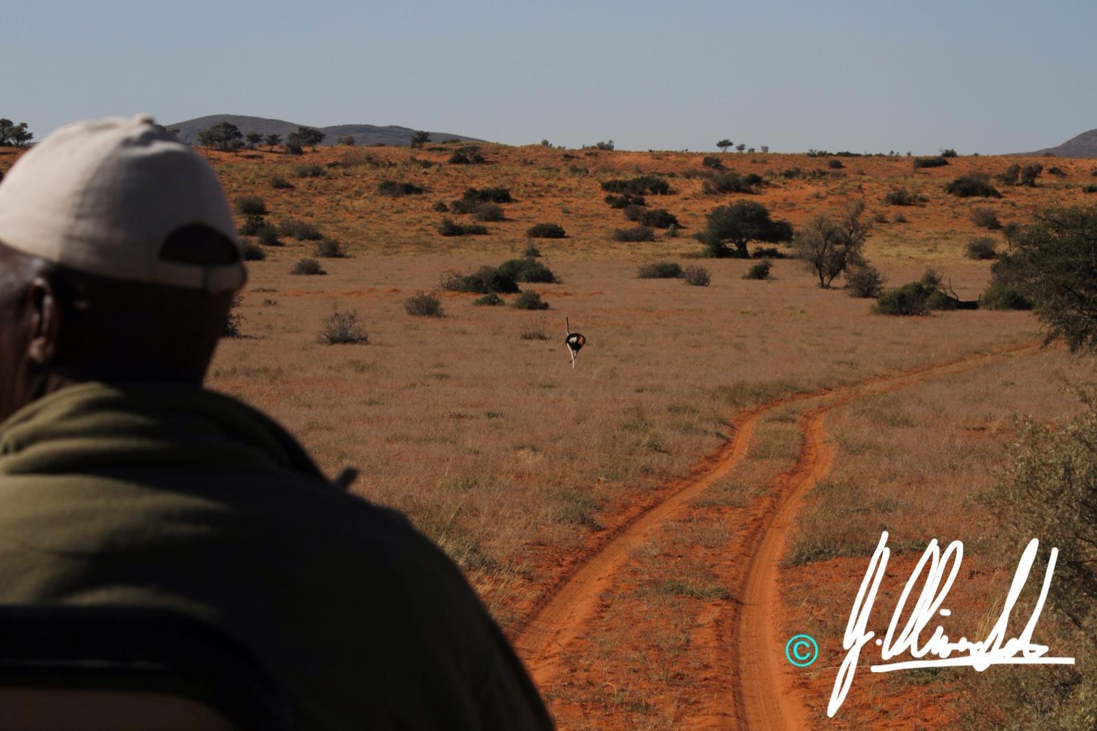 Ostrich on a game drive in the Kalahari