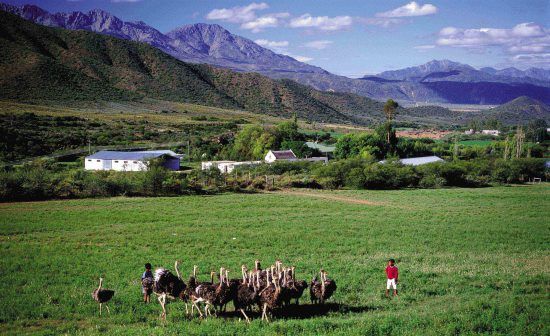 Fazenda de avestruz, Oudtshoorn