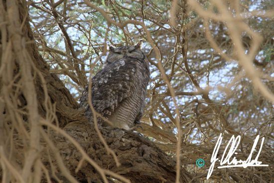 Spotted eagle owl in the Kalahari of Namibia