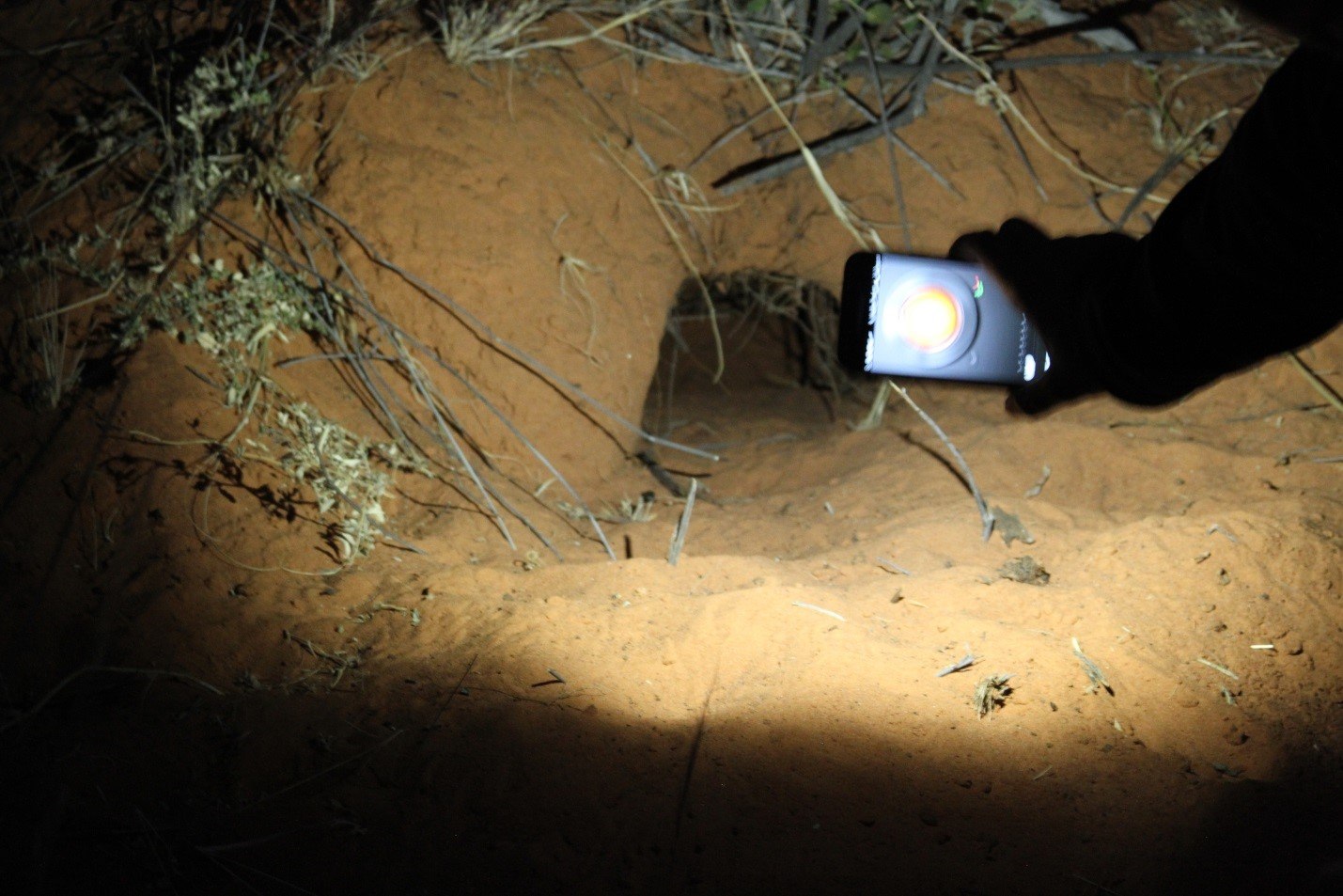 Pangolin hole in the Kalahari