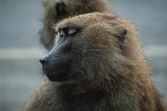 A close up of a baboon