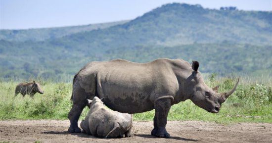 Babynashorn und Mutter im Hluhluwe-Imfolozi Park in der Nähe von Durban