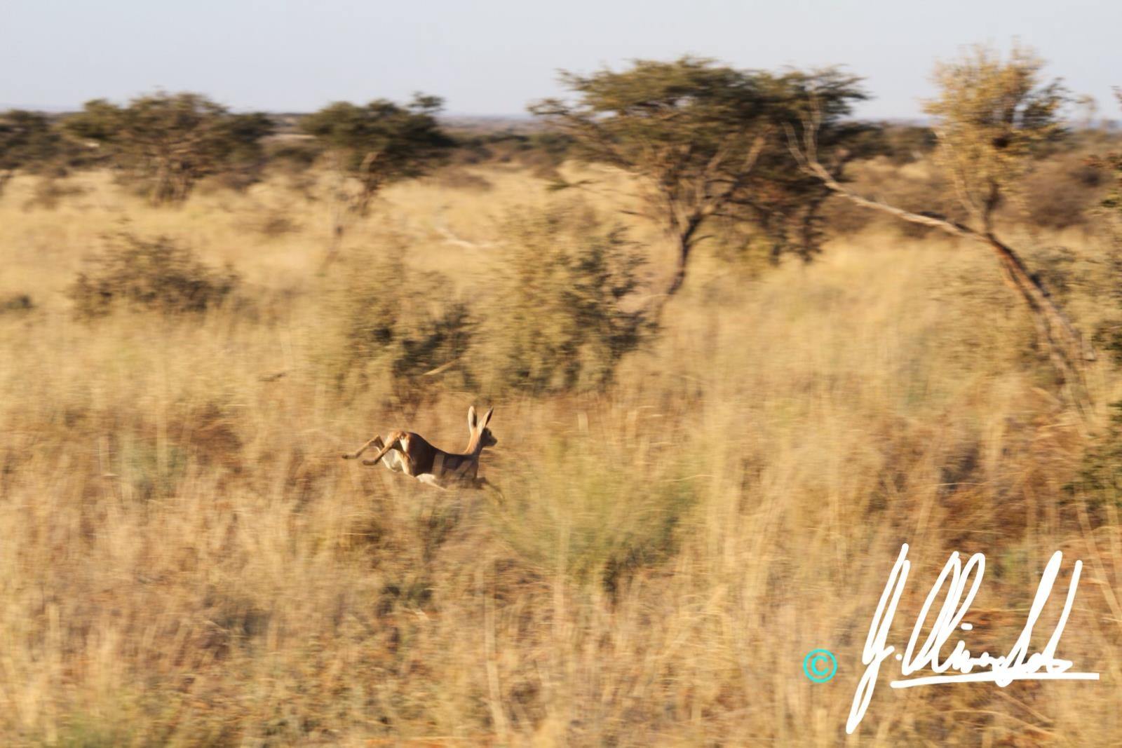 Running antelope in the Kalahari in South Africa