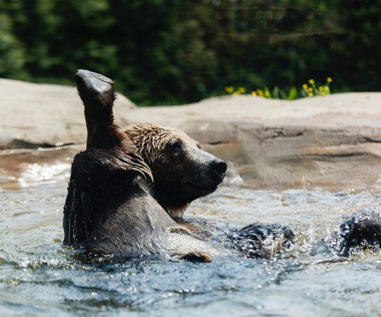 A grizzly bear playing in the water