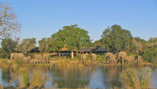 elephants at sabi sabi bush lodge