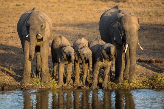 elephants drinking at river