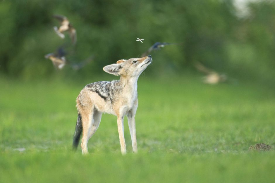 Jackal brinca com insetos no Sabi Sabi Bush Lodge