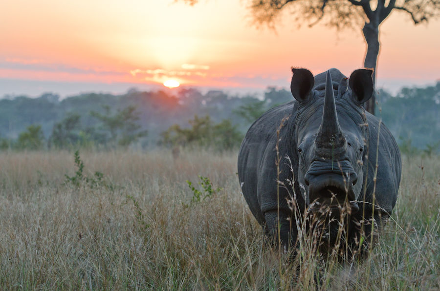 Rinoceronte caminhando ao pôr-do-sol no Sabi Sabi Bush Lodge