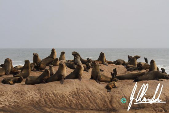 Cape seal colony in Namibia