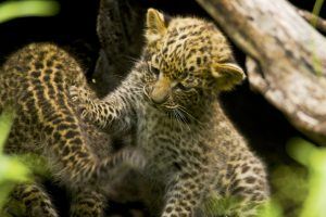 Cachorros de leopardo en Selinda Park