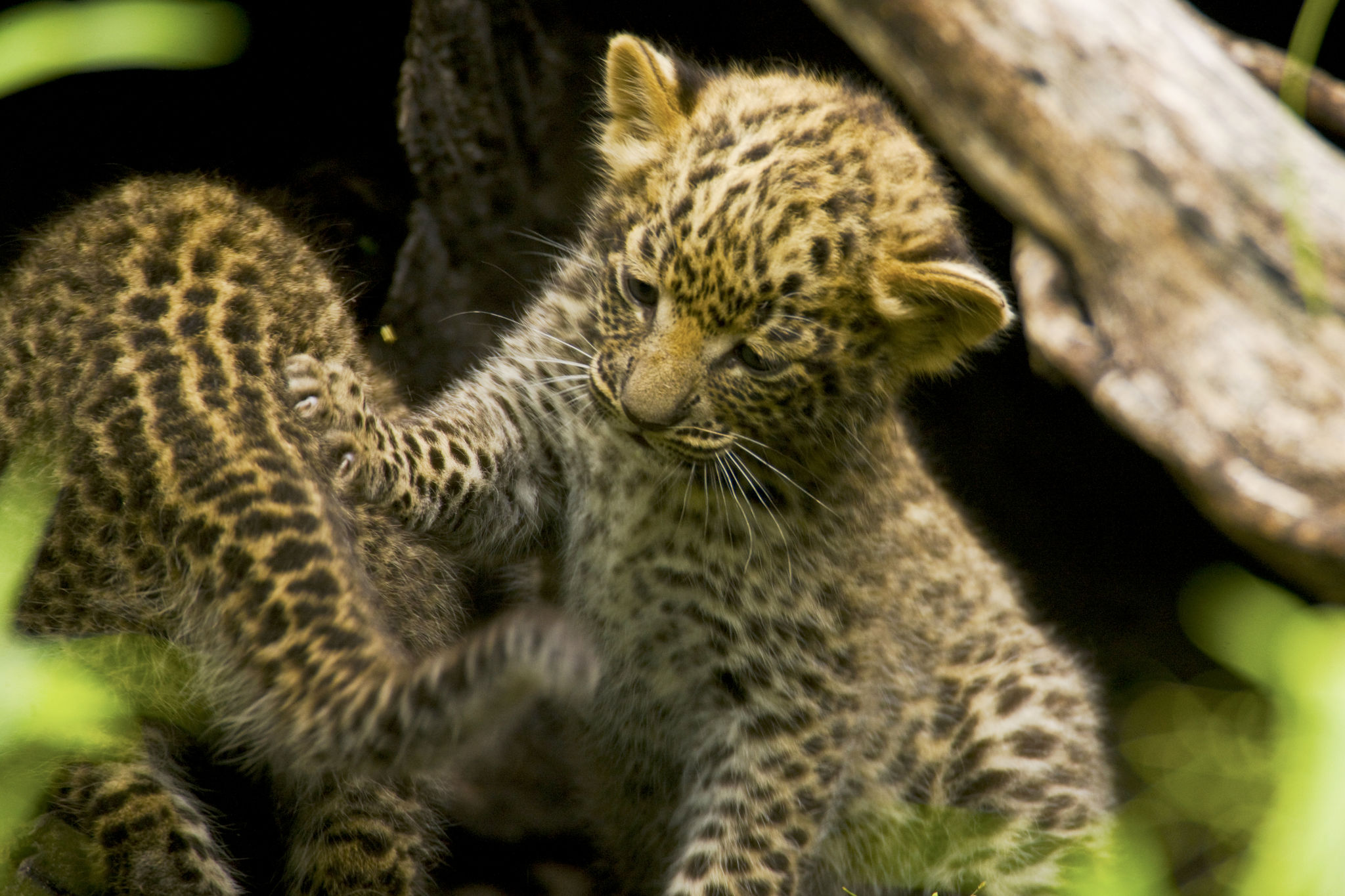 Crías de leopardo jugando