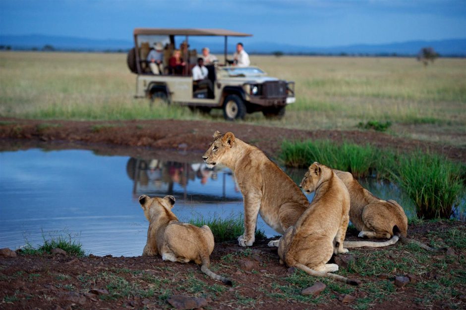 Leões se refrescam à beira de um buraco d'água no Singita Serengeti House