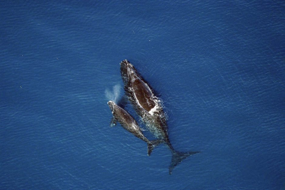 Une baleine et son petit baleineau en Afrique du Sud.