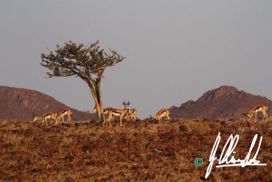 Springbok in Namibia