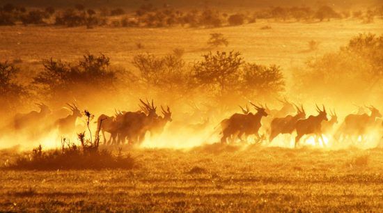 Antelope running in the sunset