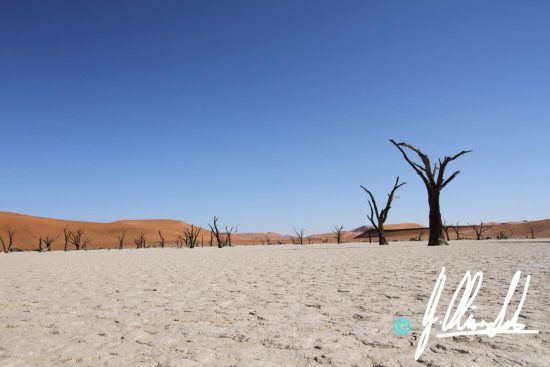 The skeleton forest in the Kalahari of Namibia