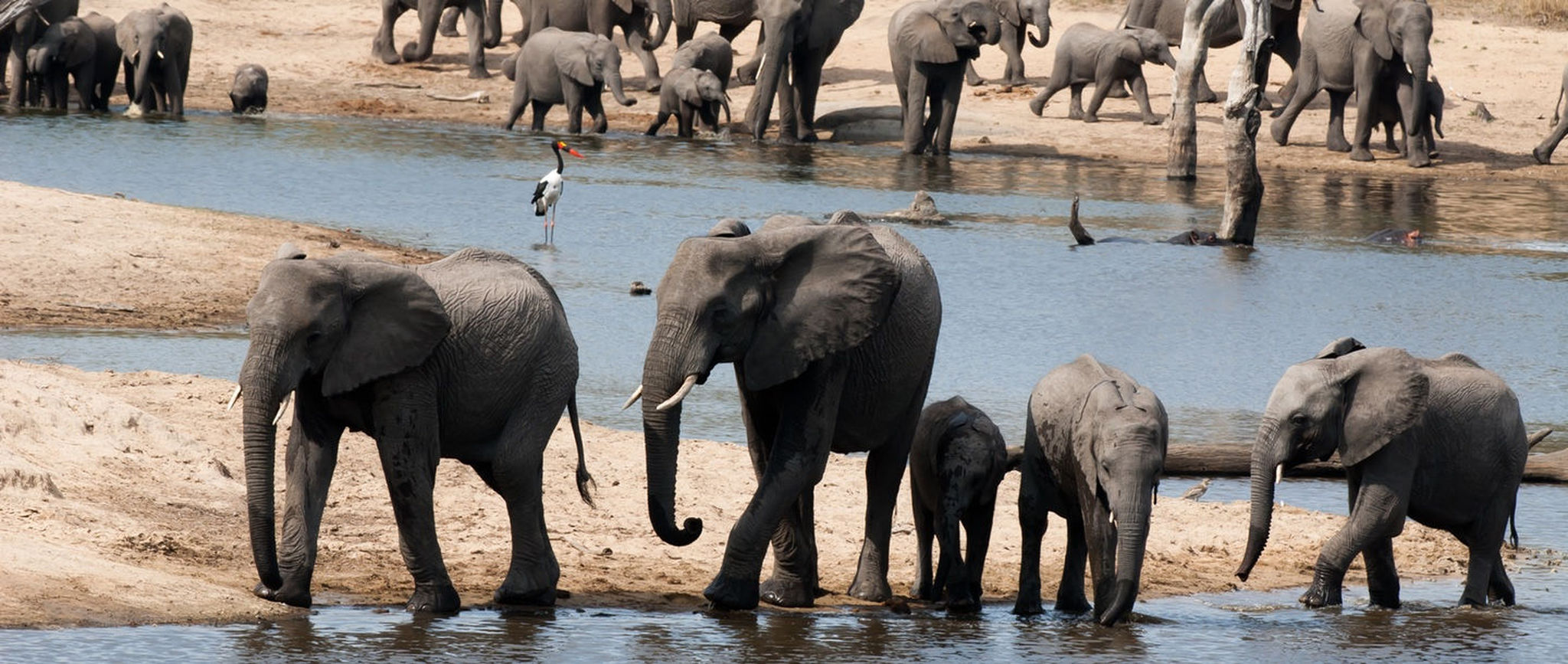 A herd of elephants drinking water at a steam near Ulusaba Rock Lodge