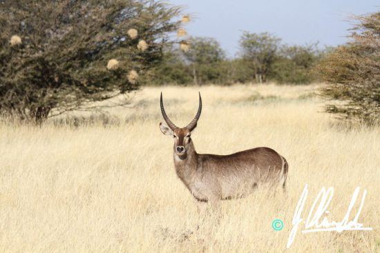 Waterbuck in tall grass in Namibia