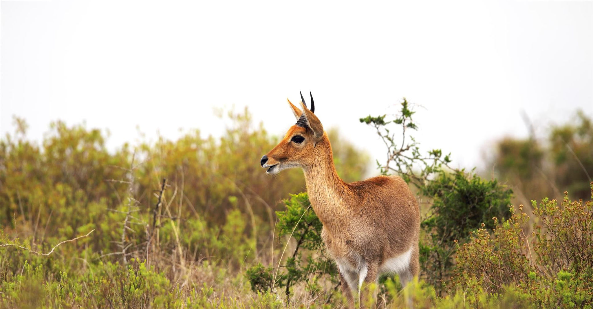 Waterbuck antelope in the Eastern Cape of South Africa.