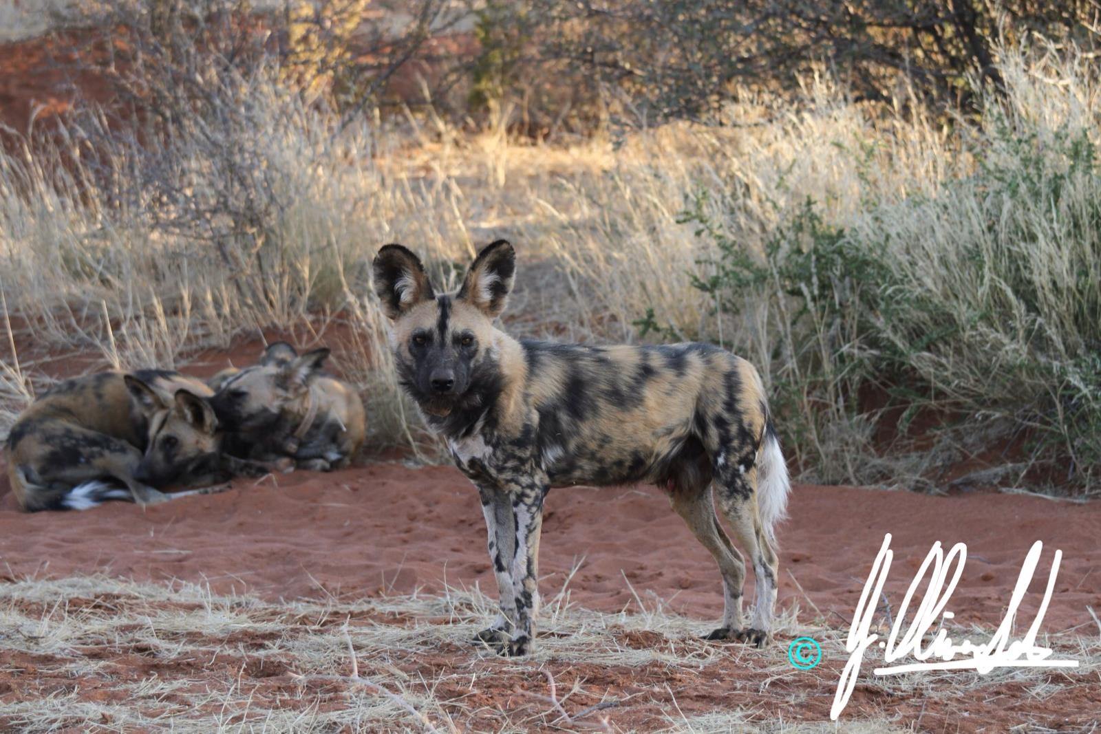 Wild dog in the Kalahari