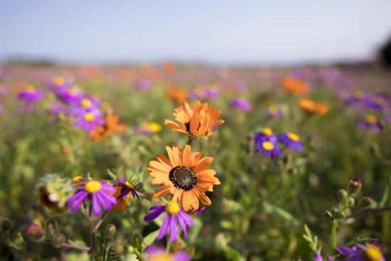 Blumen mit Blüten in Orange und Lila an der Westküste Südafrikas