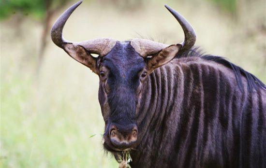 Nahaufnahme eines Gnus - Teil der Tierwelt im Timbavati Reservat