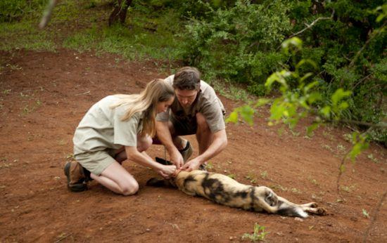 Perro salvaje africano siendo monitorizado