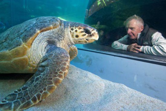 Turtle at the Two Oceans Aquarium