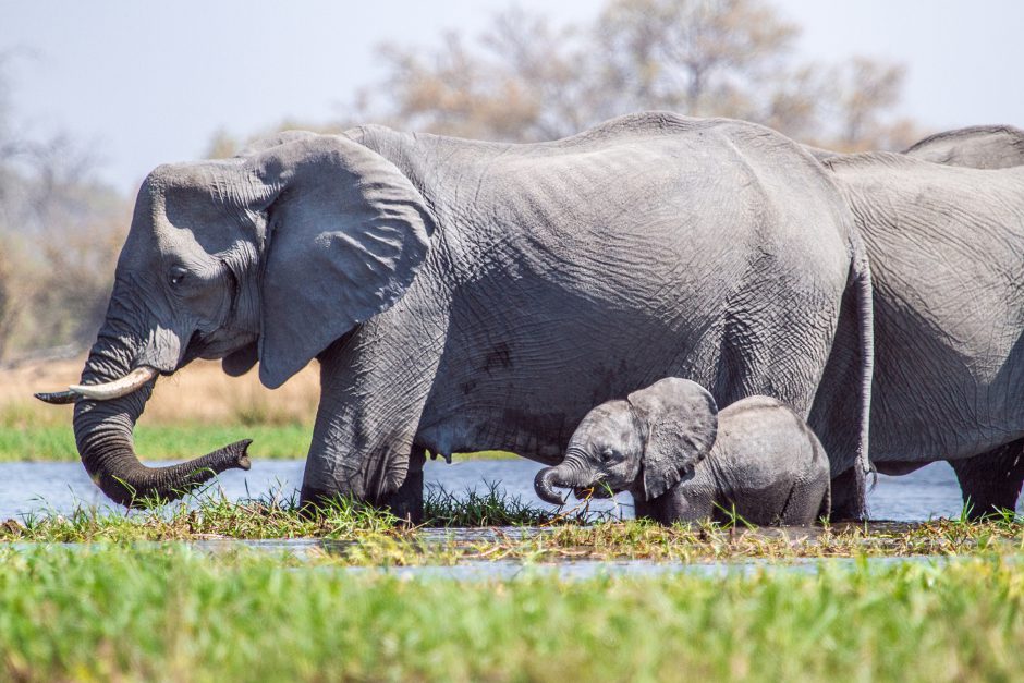 young elephant drinking water camp botswana