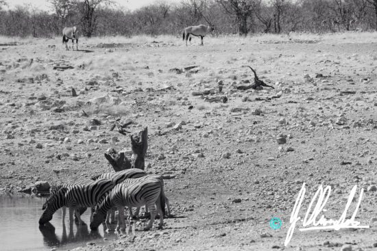 Zebra drinking at a waterhole in Namibia