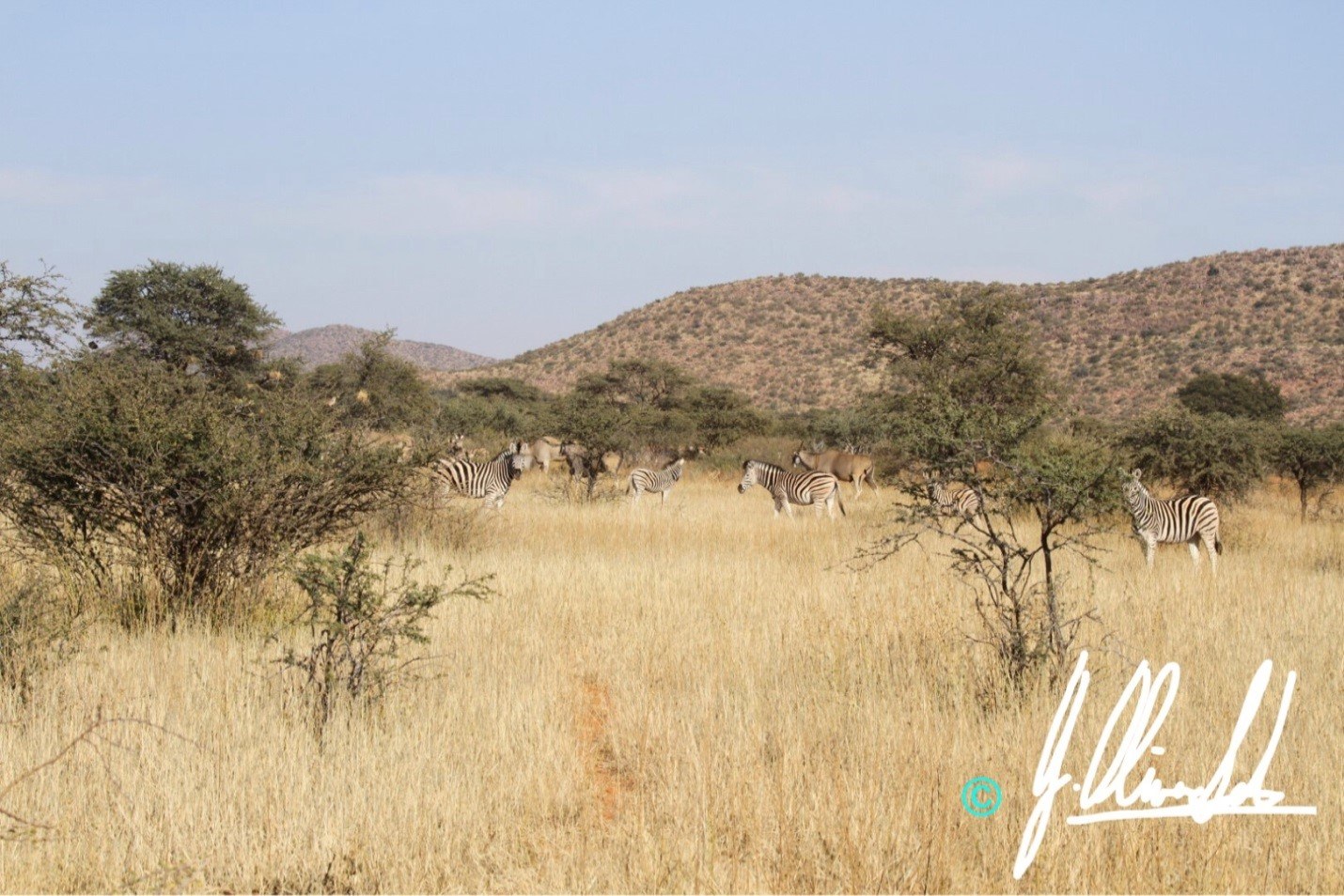 Zebra in the Kalahari plains of South Africa