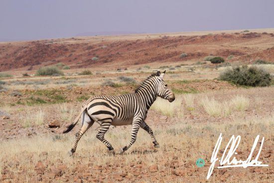 Hartmann's zebra in Namibia