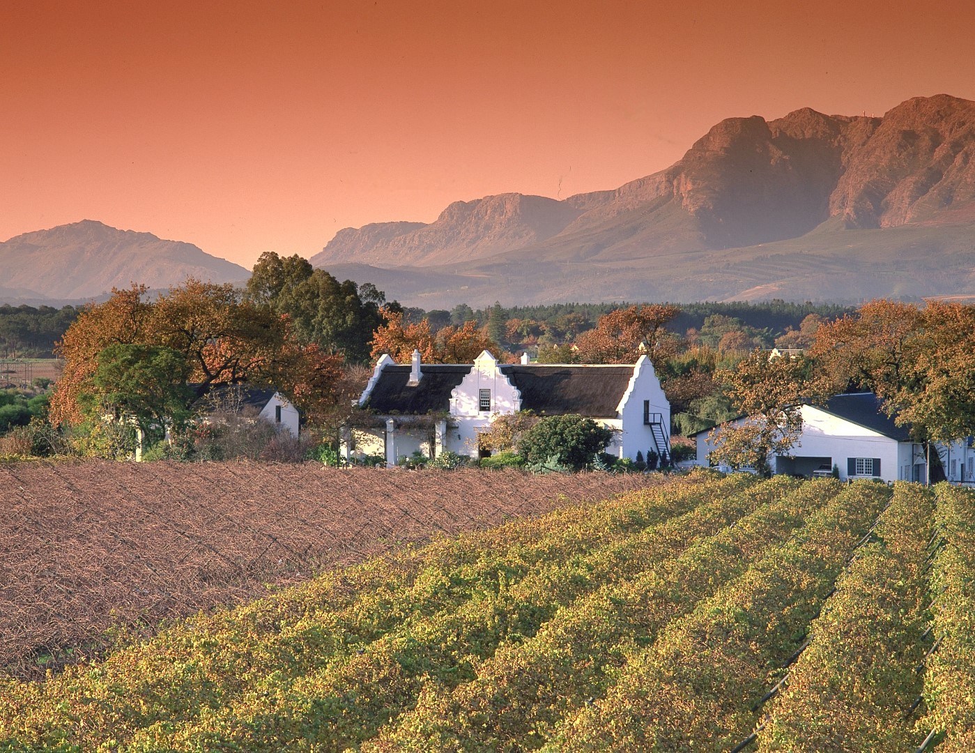 Kap-Weinland: Weinreben und weißes Farmhaus bei Sonnenuntergang