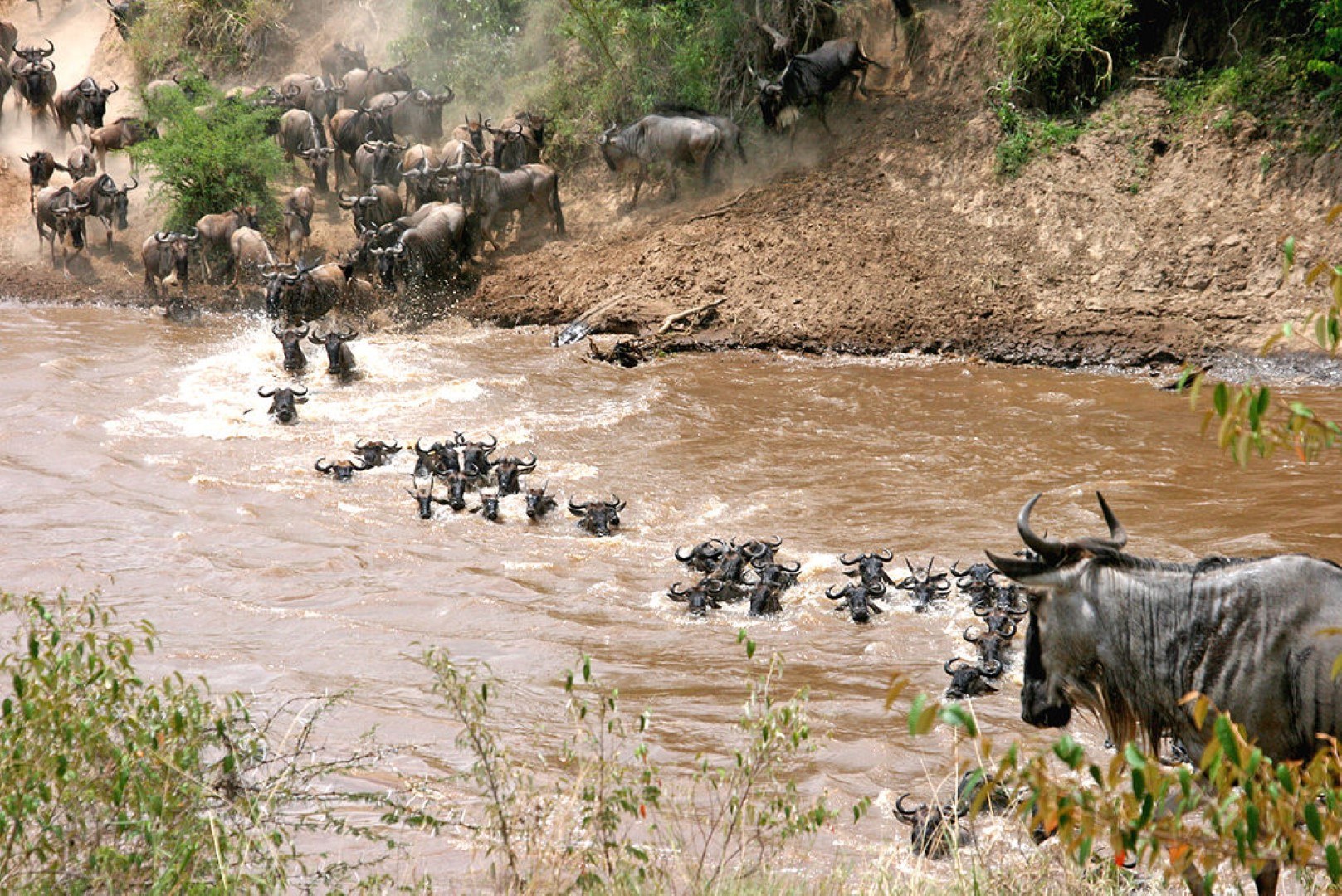 Traversée des rivières par une centaine de gnous lors de la Grande Migration.