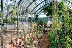 Le restaurant Green House et sa verrière verdoyante chez Babylonstoren.