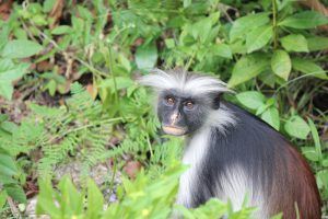 Colobes roux, Jozani Forest, Zanzibar